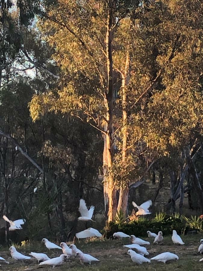 Avoca Cottages Victoria Экстерьер фото